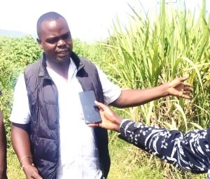 Sammy Kipyego, a cane farmer from Nandi County. Photo Courtesy 